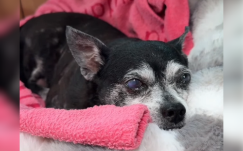 Dog adopted as puppy, then 14 years later shelter gets unexpected call