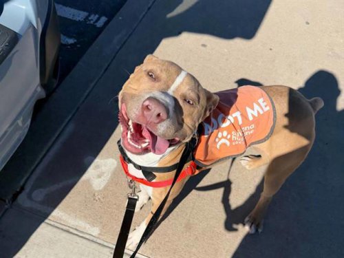 Dog breaks out of shelter to go paddleboarding and touches water for first time