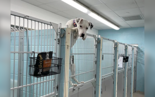 Man sees photo of returned dog trying to escape shelter&mdash;knows what to do