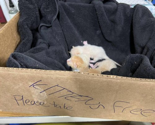 Newborn babies go from a box marked 'please take' to a future filled with hope
