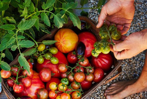 Top 5+ tastiest tomatoes to start from seed now, according to an "obsessive" grower