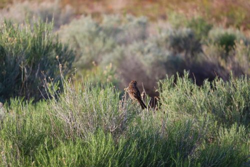 A local's guide to visiting the Antelope Valley Poppy Reserve