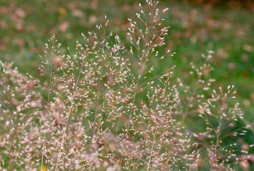 Top 10+ native ornamental grasses that bring effortless beauty to your yard