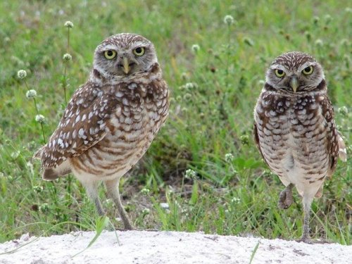 Top 9+ fascinating burrowing owl facts
