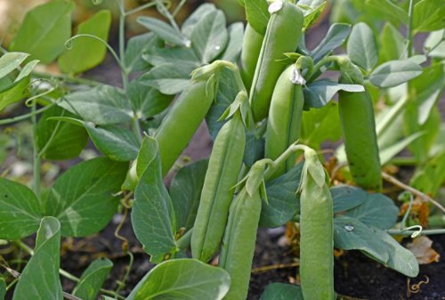 How to plant and grow garden-fresh peas at home