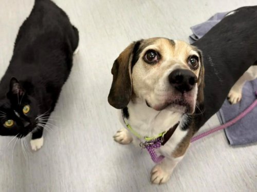 Bonded dog and cat pair seek new home together