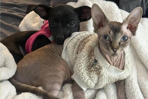 Chihuahua puppy and Sphynx cat cuddle-wrestle in adorable video