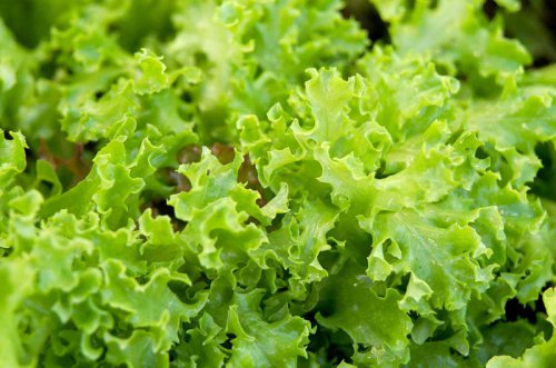 Top 5+ easy cool-weather veggies to sow in your garden right now