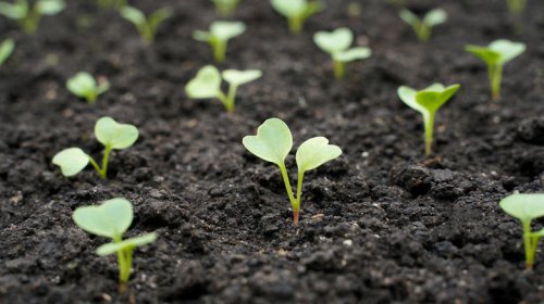 Stop starting your indoor vegetable seeds too early: Here's the timing rule of thumb to go by