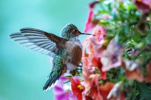 Top 10+ beautiful flowers that naturally attract hummingbirds to your yard