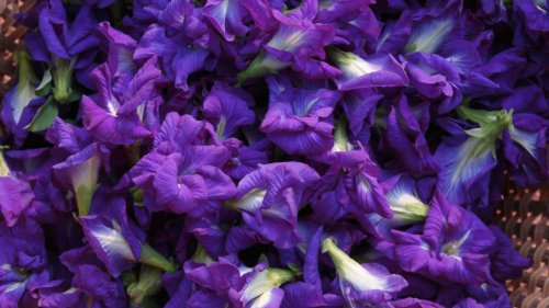 1. ดอกกุหลาบ (Rose), 2. ดอกอัญชัน (Butterfly Pea), 3. ดอกมะลิ (Jasmine), 4. ดอกดาหลา (Torch Ginger), 5. ดอกเข็ม (Ixora), 6. ดอกโสน (Sesbania), 7. ดอกแค (Agasta), 8. ดอกขจร หรือ ดอกสลิด (Cowslip Creeper), 9. ดอกบัวหลวง (Lotus), 10. ดอกเก๊กฮวย (Chrysanthemum), รวมลิสต์ 10 ดอกไม้กินได้ มีอะไรบ้าง แต่งจานให้ดูแพง หาได้ง่ายๆ ในไทย