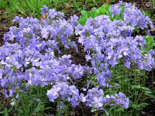Top 15+ shade-loving plants that are almost impossible to kill