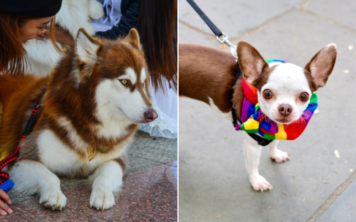 Husky and chihuahua have puppies together, hearts melt at adorable results