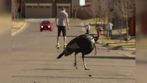 Seeing turkeys roaming around the Denver metro area? Here&rsquo;s why