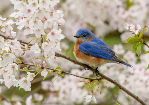 How to attract bluebirds and keep them coming back year after year