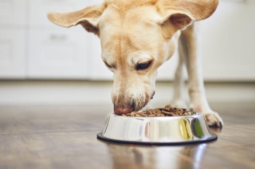 Top 5+ ways to bond with your dog and create the best relationship