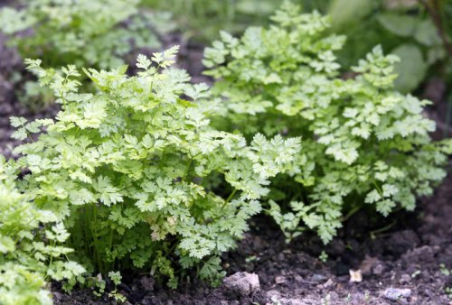 Top 9+ easy herbs that grow surprisingly well in shade