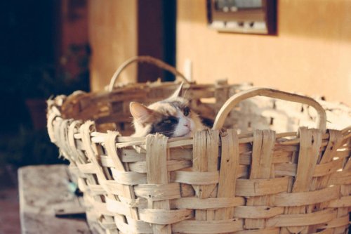 Top 15+ baskets, throws, and pillows that create the perfect cozy atmosphere