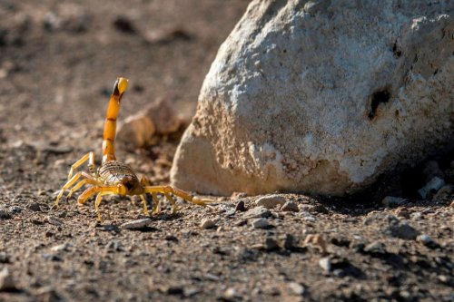 Pet warning issued as millions of scorpions emerge early