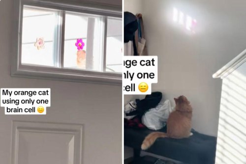 Owner spots orange cat watching bird, but he's using only one brain cell