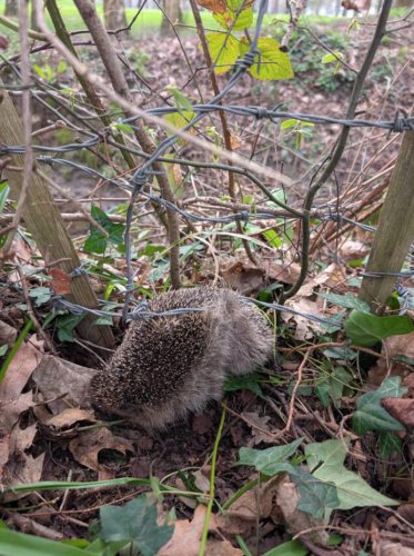 Dad on a stroll sees puffballs caught in barbed wire fence and runs for help