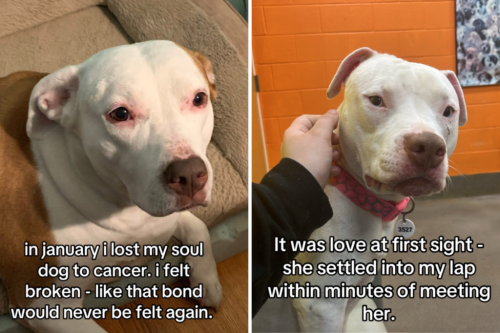 Man grieving pit bull sees similar dog on kill list, he knows what to do