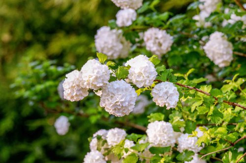 Camellia, Forsythia, Gardenia, Holly, Flowering Quince, Loropetalum, Pieris, Rose, Mock Orange, Spirea, Pittosporum, Azalea, Boxwood, Viburnum, Top 14+ shrubs you can easily propagate from cuttings