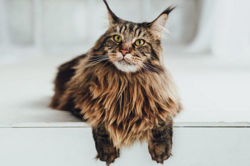 Top 12+ of the Most Expensive Cat Breeds Money Can Buy