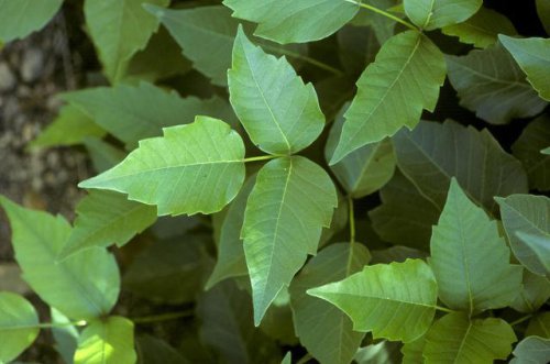 How To Kill Poison Ivy, According To A Horticulturist