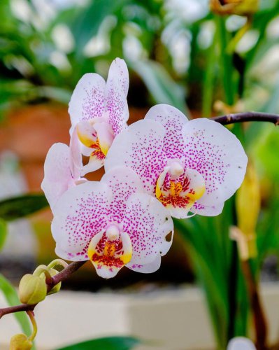 Top 25+ Types of Orchids You Can Grow and Keep