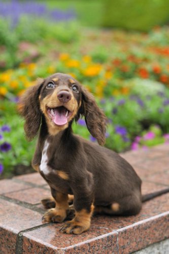 Top 35+ Cute Dog Breeds That Will Make You Smile and Say "Awww"