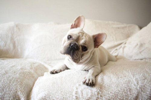 Top 10+ most popular dog breeds in America: Folks can't get enough of these pups