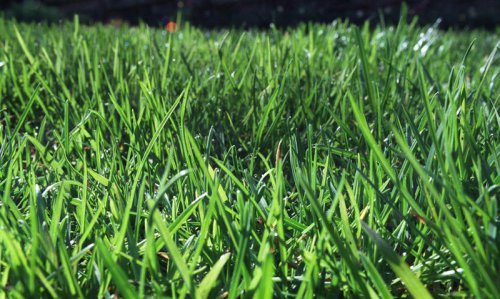 What are the rules? Five things Wooster residents should know