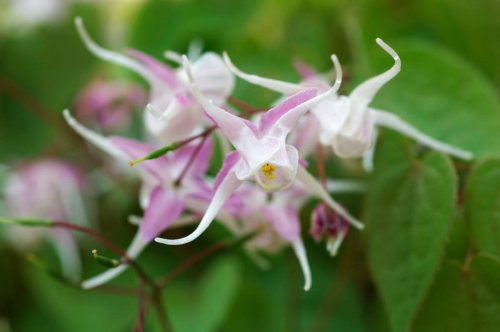 Top 25+ Best Shade Perennials That Are Low Maintenance and Easy to Grow