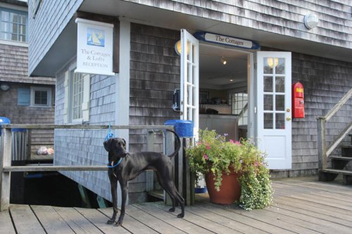 Our big list of everything dog-friendly in North Jersey