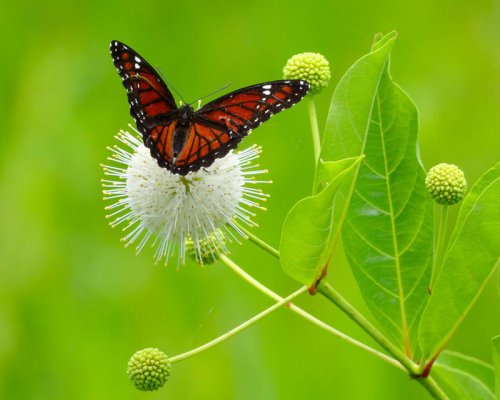 Top 19+ Plants That Will Bring Butterflies to Your Yard or Garden