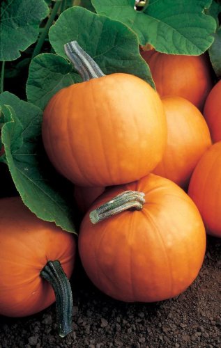 Top 20+ Different Types of Pumpkins That Are the Pick of the Patch