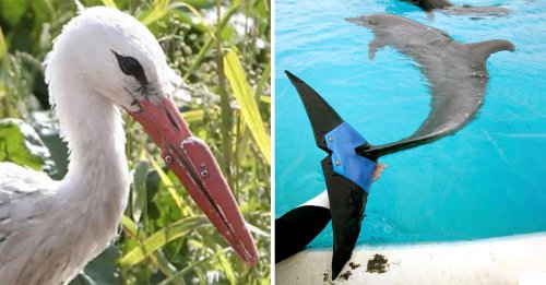 Animals With a New Lease on Life Thanks to Technology