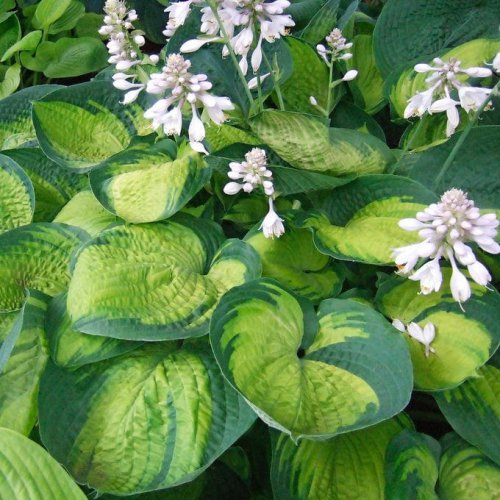 Top 10 resilient plants and flowers you can't kill