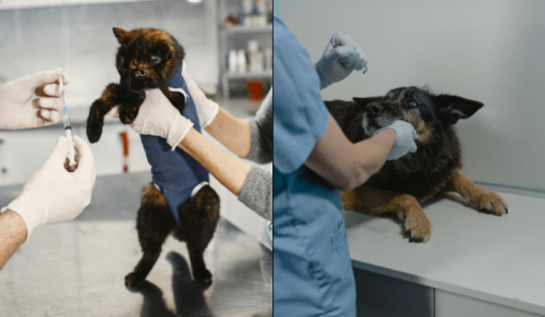 Subsidies, Tax Reliefs For Pet Ownership Can Ensure Better Care For Animals