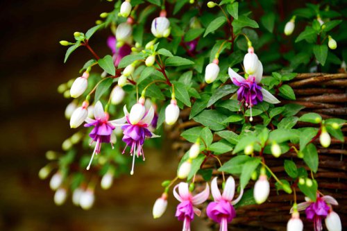 Wishbone Flower, Begonia, Fuchsia, Creeping Jenny, English Ivy, Spider Plant, Streptocarpella, Top 7+ cascading plants that thrive in shady spots