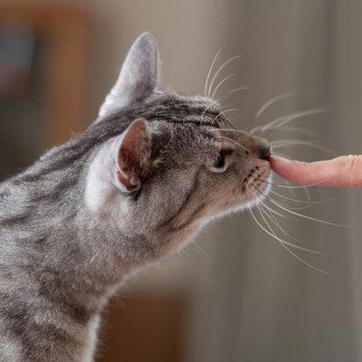 猫が指のニオイを嗅ぐ理由3選, 1.あいさつ, 2.情報収集, 3.好奇心, 隠されている意味, 嗅がせるときの注意点, まとめ, 猫に『指を差し出す』とニオイをかぐ理由3選 隠されている意味や嗅がせるときの注意点まで