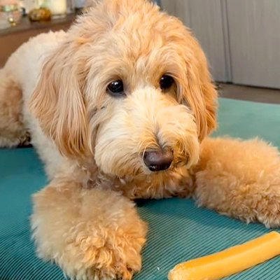チーズを守る犬&rarr;誤って「ソファの隙間に落としてしまった」結果&hellip;思わず吹き出す「絶望顔」が13万再生「虚無で草」「想像の5倍は絶望してた」
