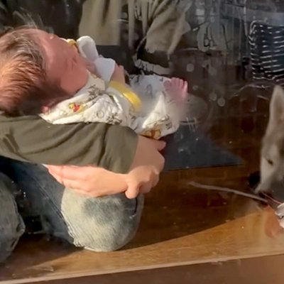 赤ちゃんと一緒に親友の家へ来た犬&rarr;どうしても赤ちゃんが気になってしまい&hellip;大好きが伝わる『尊い光景』に反響「とても素敵」「優しいお姉さん」