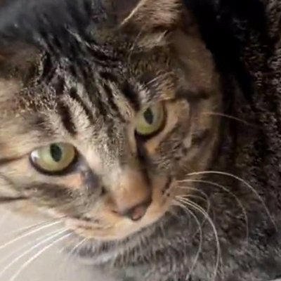 半年前まで『威嚇していた元野良猫』&rarr;まるで別猫のような『現在の様子』が尊すぎると１万いいね「甘えたかったんだね」「かわいいい」