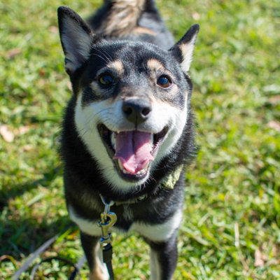 「大切に育てられている犬」の共通点4選, 1.表情が豊かで穏やか, 2.毛並みや皮膚が清潔に保たれている, 3.飼い主を信頼し、自分らしく過ごしている, 4.健康的な体型を維持している, 愛犬に伝わりやすい「愛情の与え方」, 注意したい「間違ったかわいがり方」, まとめ, 『大切に育てられている犬』の共通点4選 愛犬に伝わりやすい愛情の与え方まで解説