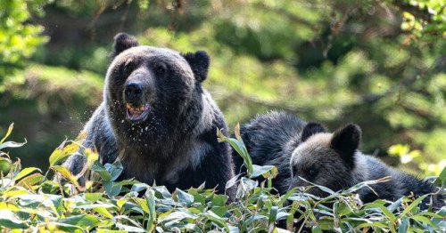 なぜクマの自然死体は 山で見つからないのか？, クマ同士が食い合って 死体が消滅している？, 頭が木の股に挟まって 死んでしまうクマも, 山野では弱ったクマが 不慮の事故で死んでいる, 筆者が見てきたのは 殺された死体ばかり, 「55年間でたった2回」山でクマの死体が消える謎【9回襲われても生還したクマ研究家】