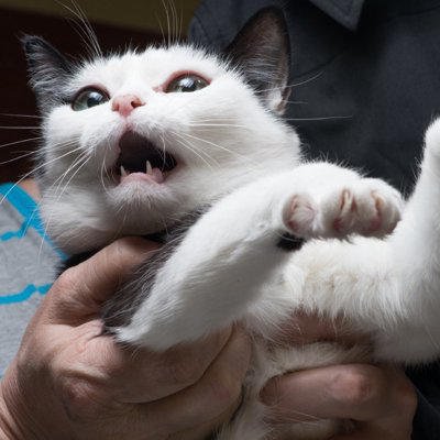 パニック状態の猫にしてはいけないNG行為, 1.無理に抱っこしようとする, 2.逃げる猫を追いかける, 3.大きな声を出す, パニック状態の猫を安心させるためには？, まとめ, 『パニック状態の猫』にやってはいけないNG行為3選 起こりうるリスクや安心させる方法まで解説
