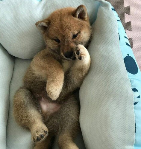 &ldquo;動くクマのぬいぐるみ&rdquo;みたいだった柴犬の子犬&rarr;7才の今は、&ldquo;どーんと構えたキツネ&rdquo;のようなコに！
