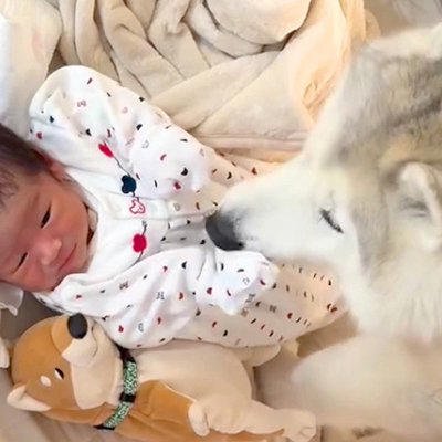 朝、赤ちゃんを起こしにやってきていた大型犬&rarr;1年後&hellip;尊すぎる『逆転の光景』にニヤけてしまうと21万再生「素敵な兄弟」「愛が溢れてる」